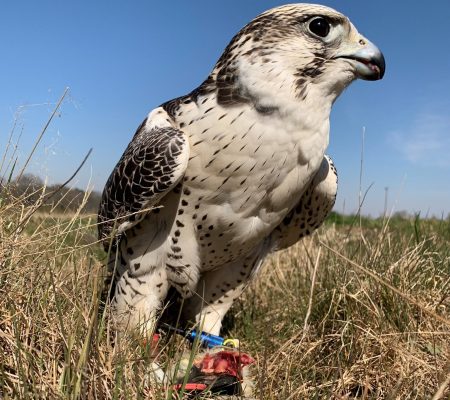 Meet Parry, a disabled falcon rehabilitated by Forest Falconry